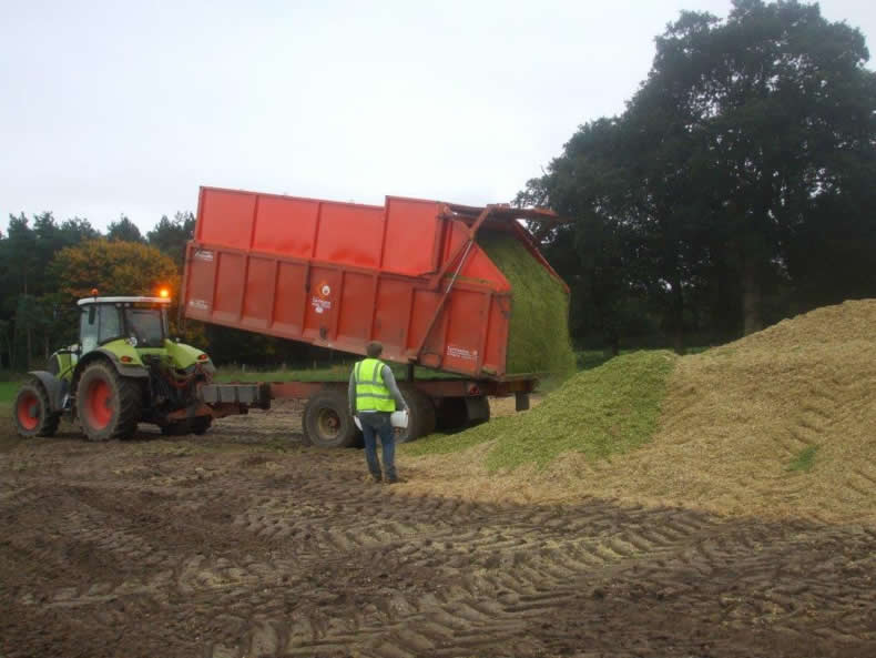 Unloading of harvested maize
