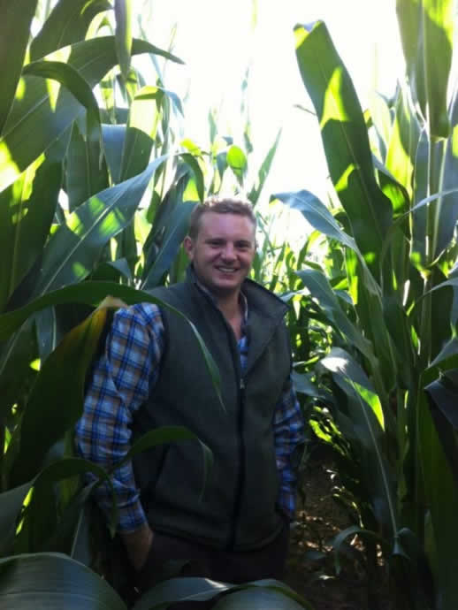 Russell amongst the 2012 maize crop