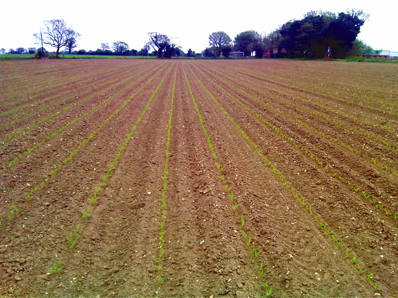 Maize growth on 8th May 2013