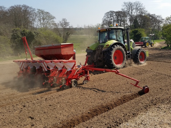 Maize Drilling
